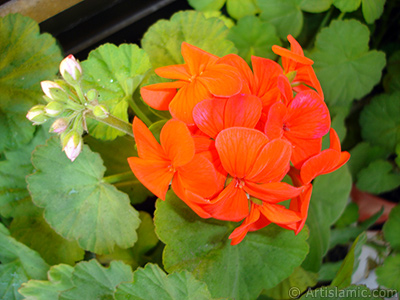 Krmz sardunya iei resmi. <i>(Ailesi: Geraniaceae, Tr: Pelargonium)</i> <br>ekim Tarihi: Ocak 2006, Yer: stanbul-Annemin iekleri, Fotoraf: islamiSanat.net