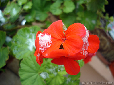 Krmz sardunya iei resmi. <i>(Ailesi: Geraniaceae, Tr: Pelargonium)</i> <br>ekim Tarihi: Ocak 2006, Yer: stanbul-Annemin iekleri, Fotoraf: islamiSanat.net