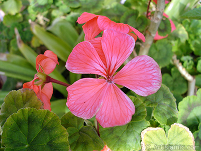 Krmz sardunya iei resmi. <i>(Ailesi: Geraniaceae, Tr: Pelargonium)</i> <br>ekim Tarihi: Kasm 2005, Yer: stanbul-Annemin iekleri, Fotoraf: islamiSanat.net