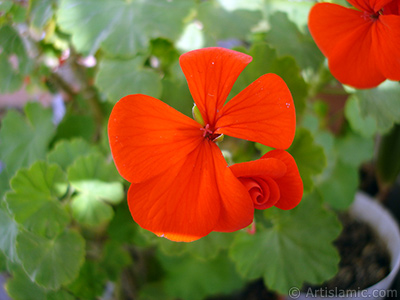 Red Colored Pelargonia -Geranium- flower. <i>(Family: Geraniaceae, Species: Pelargonium)</i> <br>Photo Date: November 2005, Location: Turkey/Istanbul-Mother`s Flowers, By: Artislamic.com