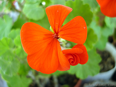 Red Colored Pelargonia -Geranium- flower. <i>(Family: Geraniaceae, Species: Pelargonium)</i> <br>Photo Date: November 2005, Location: Turkey/Istanbul-Mother`s Flowers, By: Artislamic.com