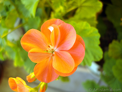 Red Colored Pelargonia -Geranium- flower. <i>(Family: Geraniaceae, Species: Pelargonium)</i> <br>Photo Date: October 2005, Location: Turkey/Istanbul-Mother`s Flowers, By: Artislamic.com