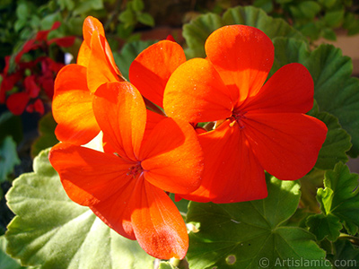 Krmz sardunya iei resmi. <i>(Ailesi: Geraniaceae, Tr: Pelargonium)</i> <br>ekim Tarihi: Ekim 2005, Yer: stanbul-Annemin iekleri, Fotoraf: islamiSanat.net