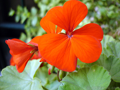 Red Colored Pelargonia -Geranium- flower. <i>(Family: Geraniaceae, Species: Pelargonium)</i> <br>Photo Date: October 2005, Location: Turkey/Istanbul-Mother`s Flowers, By: Artislamic.com