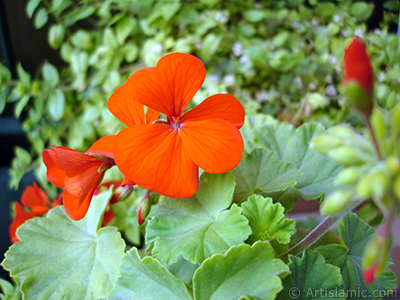 Krmz sardunya iei resmi. <i>(Ailesi: Geraniaceae, Tr: Pelargonium)</i> <br>ekim Tarihi: Ekim 2005, Yer: stanbul-Annemin iekleri, Fotoraf: islamiSanat.net