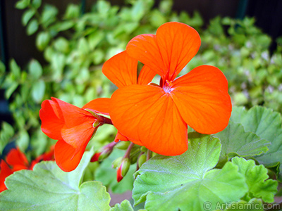 Red Colored Pelargonia -Geranium- flower. <i>(Family: Geraniaceae, Species: Pelargonium)</i> <br>Photo Date: October 2005, Location: Turkey/Istanbul-Mother`s Flowers, By: Artislamic.com