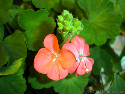 Krmz sardunya iei resmi. <i>(Ailesi: Geraniaceae, Tr: Pelargonium)</i> <br>ekim Tarihi: Ekim 2005, Yer: stanbul-Annemin iekleri, Fotoraf: islamiSanat.net