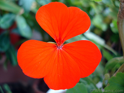 Red Colored Pelargonia -Geranium- flower. <i>(Family: Geraniaceae, Species: Pelargonium)</i> <br>Photo Date: October 2005, Location: Turkey/Istanbul-Mother`s Flowers, By: Artislamic.com