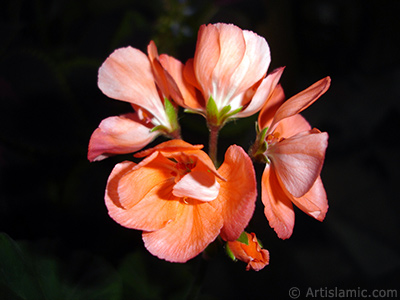 Red Colored Pelargonia -Geranium- flower. <i>(Family: Geraniaceae, Species: Pelargonium)</i> <br>Photo Date: October 2005, Location: Turkey/Istanbul-Mother`s Flowers, By: Artislamic.com