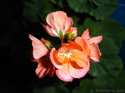 Krmz sardunya iei resmi. <i>(Ailesi: Geraniaceae, Tr: Pelargonium)</i> <br>ekim Tarihi: Ekim 2005, Yer: stanbul-Annemin iekleri, Fotoraf: islamiSanat.net