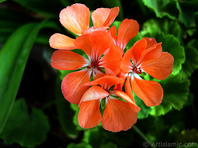 Red Colored Pelargonia -Geranium- flower. <i>(Family: Geraniaceae, Species: Pelargonium)</i> <br>Photo Date: September 2005, Location: Turkey/Istanbul-Mother`s Flowers, By: Artislamic.com