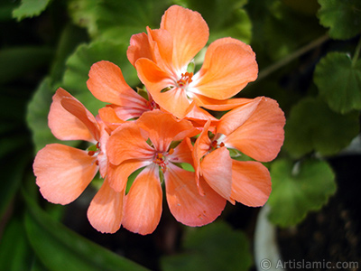 Red Colored Pelargonia -Geranium- flower. <i>(Family: Geraniaceae, Species: Pelargonium)</i> <br>Photo Date: September 2005, Location: Turkey/Istanbul-Mother`s Flowers, By: Artislamic.com