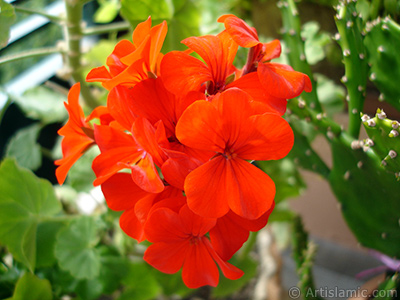 Krmz sardunya iei resmi. <i>(Ailesi: Geraniaceae, Tr: Pelargonium)</i> <br>ekim Tarihi: Eyll 2005, Yer: stanbul-Annemin iekleri, Fotoraf: islamiSanat.net