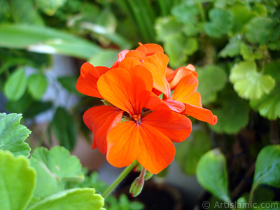 Krmz sardunya iei resmi. <i>(Ailesi: Geraniaceae, Tr: Pelargonium)</i> <br>ekim Tarihi: Eyll 2005, Yer: stanbul-Annemin iekleri, Fotoraf: islamiSanat.net