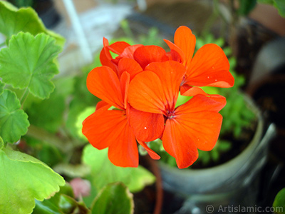 Krmz sardunya iei resmi. <i>(Ailesi: Geraniaceae, Tr: Pelargonium)</i> <br>ekim Tarihi: Eyll 2005, Yer: stanbul-Annemin iekleri, Fotoraf: islamiSanat.net