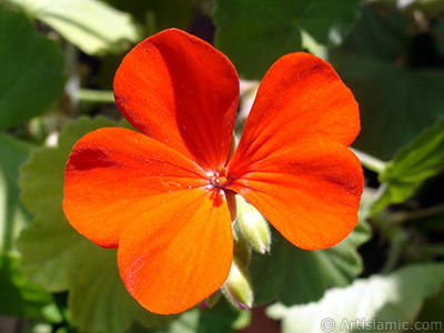 Krmz sardunya iei resmi. <i>(Ailesi: Geraniaceae, Tr: Pelargonium)</i> <br>ekim Tarihi: Eyll 2005, Yer: stanbul-Annemin iekleri, Fotoraf: islamiSanat.net