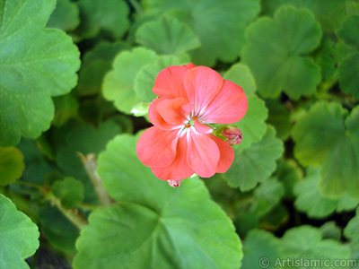 Krmz sardunya iei resmi. <i>(Ailesi: Geraniaceae, Tr: Pelargonium)</i> <br>ekim Tarihi: Eyll 2005, Yer: stanbul-Annemin iekleri, Fotoraf: islamiSanat.net