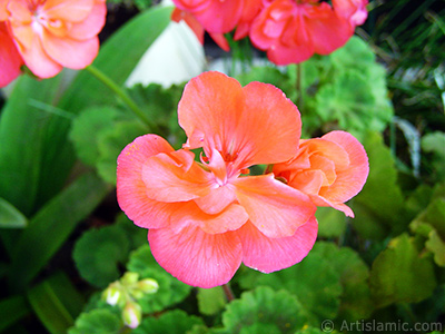 Krmz sardunya iei resmi. <i>(Ailesi: Geraniaceae, Tr: Pelargonium)</i> <br>ekim Tarihi: Haziran 2005, Yer: stanbul-Annemin iekleri, Fotoraf: islamiSanat.net