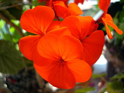 Red Colored Pelargonia -Geranium- flower. <i>(Family: Geraniaceae, Species: Pelargonium)</i> <br>Photo Date: June 2005, Location: Turkey/Istanbul-Mother`s Flowers, By: Artislamic.com