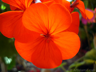 Red Colored Pelargonia -Geranium- flower. <i>(Family: Geraniaceae, Species: Pelargonium)</i> <br>Photo Date: June 2005, Location: Turkey/Istanbul-Mother`s Flowers, By: Artislamic.com