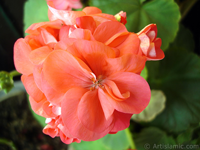 Red Colored Pelargonia -Geranium- flower. <i>(Family: Geraniaceae, Species: Pelargonium)</i> <br>Photo Date: June 2005, Location: Turkey/Istanbul-Mother`s Flowers, By: Artislamic.com