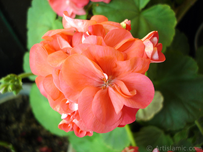 Red Colored Pelargonia -Geranium- flower. <i>(Family: Geraniaceae, Species: Pelargonium)</i> <br>Photo Date: June 2005, Location: Turkey/Istanbul-Mother`s Flowers, By: Artislamic.com