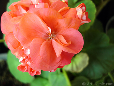 Red Colored Pelargonia -Geranium- flower. <i>(Family: Geraniaceae, Species: Pelargonium)</i> <br>Photo Date: June 2005, Location: Turkey/Istanbul-Mother`s Flowers, By: Artislamic.com