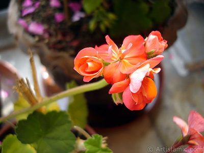 Krmz sardunya iei resmi. <i>(Ailesi: Geraniaceae, Tr: Pelargonium)</i> <br>ekim Tarihi: Mays 2005, Yer: stanbul-Annemin iekleri, Fotoraf: islamiSanat.net