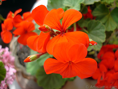 Krmz sardunya iei resmi. <i>(Ailesi: Geraniaceae, Tr: Pelargonium)</i> <br>ekim Tarihi: Mays 2005, Yer: stanbul-Annemin iekleri, Fotoraf: islamiSanat.net