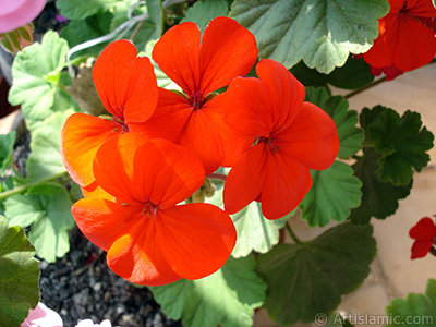 Krmz sardunya iei resmi. <i>(Ailesi: Geraniaceae, Tr: Pelargonium)</i> <br>ekim Tarihi: Mays 2005, Yer: stanbul-Annemin iekleri, Fotoraf: islamiSanat.net