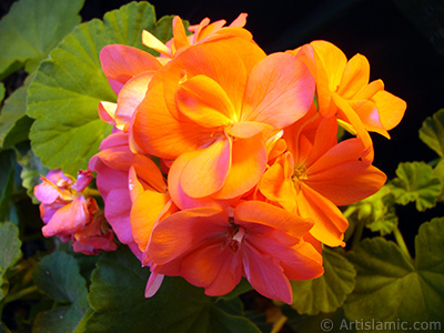 Red Colored Pelargonia -Geranium- flower. <i>(Family: Geraniaceae, Species: Pelargonium)</i> <br>Photo Date: May 2005, Location: Turkey/Istanbul-Mother`s Flowers, By: Artislamic.com