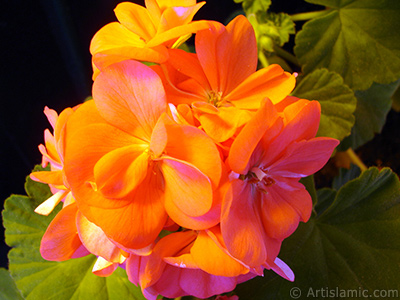 Red Colored Pelargonia -Geranium- flower. <i>(Family: Geraniaceae, Species: Pelargonium)</i> <br>Photo Date: May 2005, Location: Turkey/Istanbul-Mother`s Flowers, By: Artislamic.com