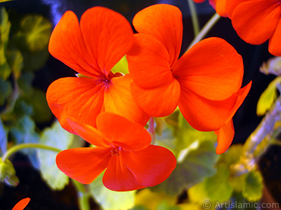 Red Colored Pelargonia -Geranium- flower. <i>(Family: Geraniaceae, Species: Pelargonium)</i> <br>Photo Date: May 2005, Location: Turkey/Istanbul-Mother`s Flowers, By: Artislamic.com