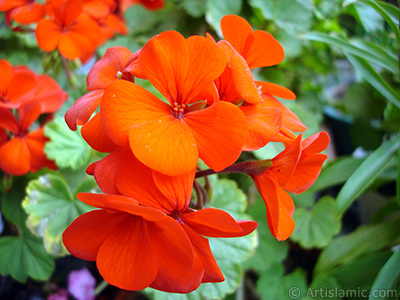 Krmz sardunya iei resmi. <i>(Ailesi: Geraniaceae, Tr: Pelargonium)</i> <br>ekim Tarihi: Mays 2005, Yer: stanbul-Annemin iekleri, Fotoraf: islamiSanat.net