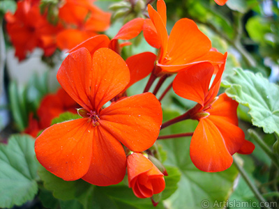 Red Colored Pelargonia -Geranium- flower. <i>(Family: Geraniaceae, Species: Pelargonium)</i> <br>Photo Date: May 2005, Location: Turkey/Istanbul-Mother`s Flowers, By: Artislamic.com