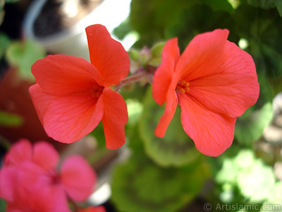 Krmz sardunya iei resmi. <i>(Ailesi: Geraniaceae, Tr: Pelargonium)</i> <br>ekim Tarihi: Mays 2005, Yer: stanbul-Annemin iekleri, Fotoraf: islamiSanat.net