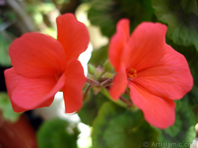 Red Colored Pelargonia -Geranium- flower. <i>(Family: Geraniaceae, Species: Pelargonium)</i> <br>Photo Date: May 2005, Location: Turkey/Istanbul-Mother`s Flowers, By: Artislamic.com