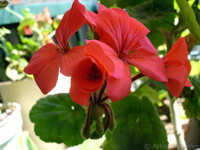 Krmz sardunya iei resmi. <i>(Ailesi: Geraniaceae, Tr: Pelargonium)</i> <br>ekim Tarihi: Mays 2005, Yer: stanbul-Annemin iekleri, Fotoraf: islamiSanat.net