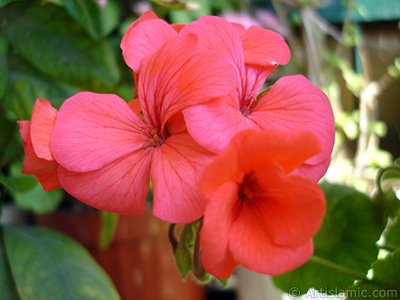 Red Colored Pelargonia -Geranium- flower. <i>(Family: Geraniaceae, Species: Pelargonium)</i> <br>Photo Date: May 2005, Location: Turkey/Istanbul-Mother`s Flowers, By: Artislamic.com