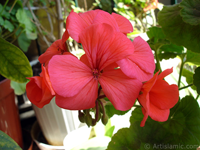 Krmz sardunya iei resmi. <i>(Ailesi: Geraniaceae, Tr: Pelargonium)</i> <br>ekim Tarihi: Mays 2005, Yer: stanbul-Annemin iekleri, Fotoraf: islamiSanat.net