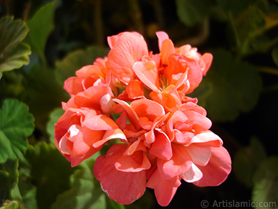 Red Colored Pelargonia -Geranium- flower. <i>(Family: Geraniaceae, Species: Pelargonium)</i> <br>Photo Date: May 2005, Location: Turkey/Istanbul-Mother`s Flowers, By: Artislamic.com