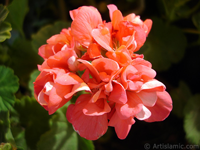 Red Colored Pelargonia -Geranium- flower. <i>(Family: Geraniaceae, Species: Pelargonium)</i> <br>Photo Date: May 2005, Location: Turkey/Istanbul-Mother`s Flowers, By: Artislamic.com