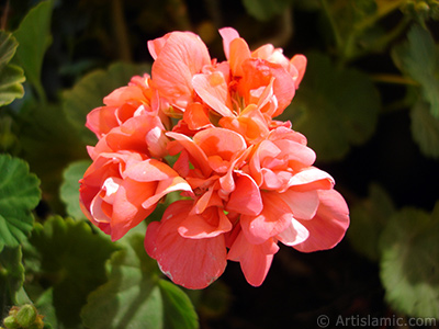 Red Colored Pelargonia -Geranium- flower. <i>(Family: Geraniaceae, Species: Pelargonium)</i> <br>Photo Date: May 2005, Location: Turkey/Istanbul-Mother`s Flowers, By: Artislamic.com