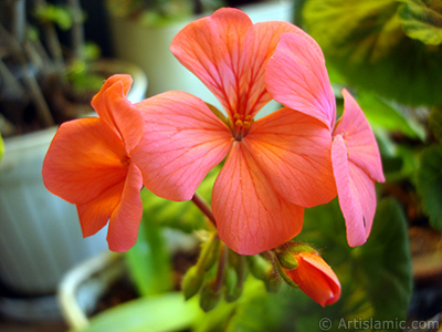 Red Colored Pelargonia -Geranium- flower. <i>(Family: Geraniaceae, Species: Pelargonium)</i> <br>Photo Date: May 2005, Location: Turkey/Istanbul-Mother`s Flowers, By: Artislamic.com