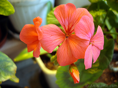 Red Colored Pelargonia -Geranium- flower. <i>(Family: Geraniaceae, Species: Pelargonium)</i> <br>Photo Date: May 2005, Location: Turkey/Istanbul-Mother`s Flowers, By: Artislamic.com