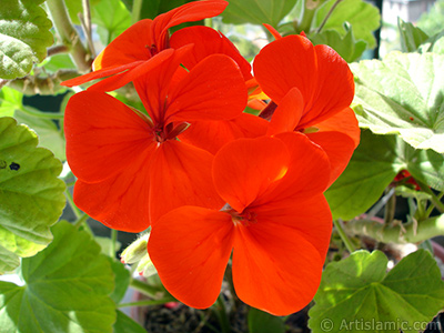 Red Colored Pelargonia -Geranium- flower. <i>(Family: Geraniaceae, Species: Pelargonium)</i> <br>Photo Date: May 2005, Location: Turkey/Istanbul-Mother`s Flowers, By: Artislamic.com