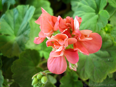 Red Colored Pelargonia -Geranium- flower. <i>(Family: Geraniaceae, Species: Pelargonium)</i> <br>Photo Date: May 2005, Location: Turkey/Istanbul-Mother`s Flowers, By: Artislamic.com