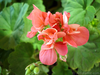 Red Colored Pelargonia -Geranium- flower. <i>(Family: Geraniaceae, Species: Pelargonium)</i> <br>Photo Date: May 2005, Location: Turkey/Istanbul-Mother`s Flowers, By: Artislamic.com