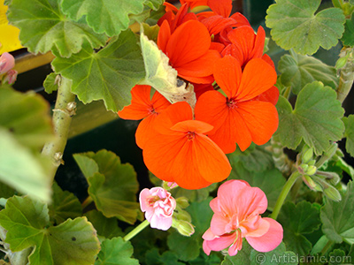 Red Colored Pelargonia -Geranium- flower. <i>(Family: Geraniaceae, Species: Pelargonium)</i> <br>Photo Date: May 2005, Location: Turkey/Istanbul-Mother`s Flowers, By: Artislamic.com