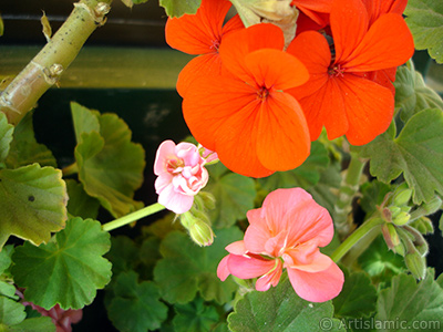 Krmz sardunya iei resmi. <i>(Ailesi: Geraniaceae, Tr: Pelargonium)</i> <br>ekim Tarihi: Mays 2005, Yer: stanbul-Annemin iekleri, Fotoraf: islamiSanat.net